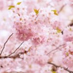 pink cherry blossom in bloom during daytime